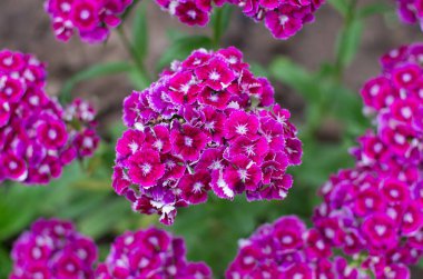 Güzel vahşi flauer