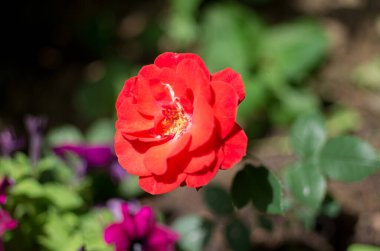 Güzel vahşi flauer