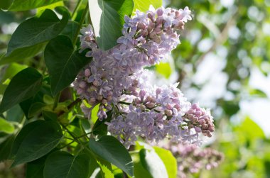 Güzel vahşi flauer