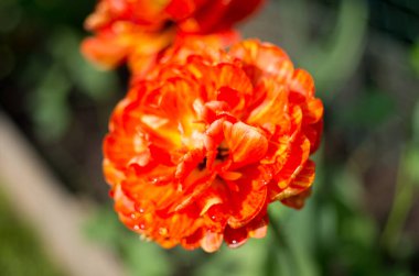 Güzel vahşi flauer