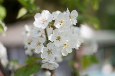 Güzel vahşi flauer