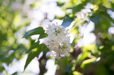 Güzel yabani çiçek