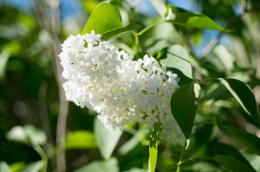 Güzel yabani çiçek