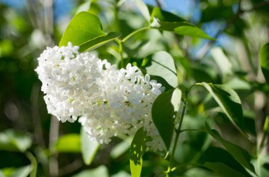 Güzel yabani çiçek