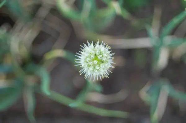 Flor Hermosa Salvaje — Foto de Stock