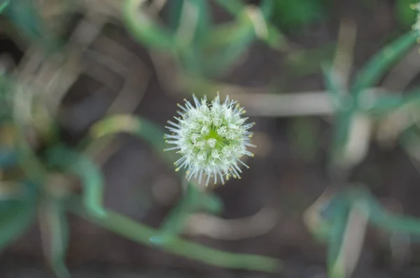 Bellissimo Fiore Selvatico — Foto Stock