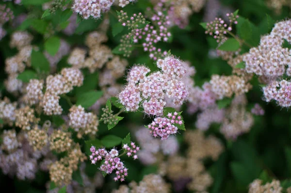 Prachtige Wilde Flauwer — Stockfoto