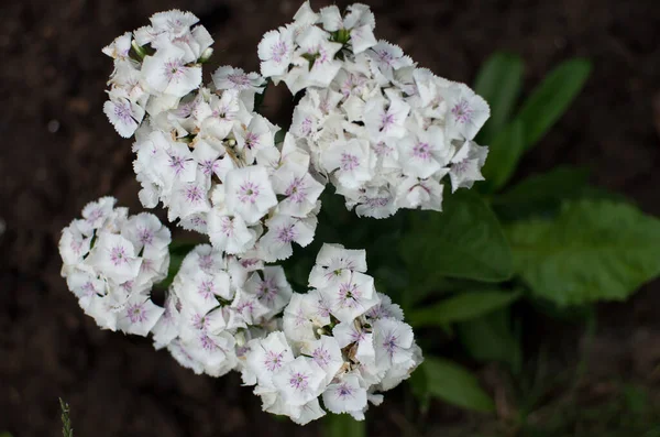 Prachtige Wilde Flauwer — Stockfoto