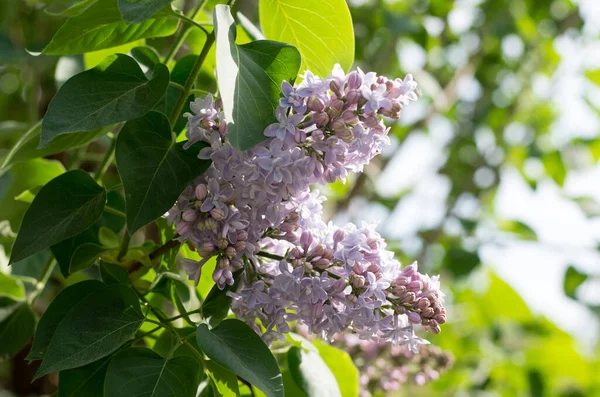 Prachtige Wilde Flauwer — Stockfoto