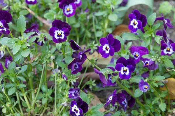 Den Vackra Vilda Blomman — Stockfoto