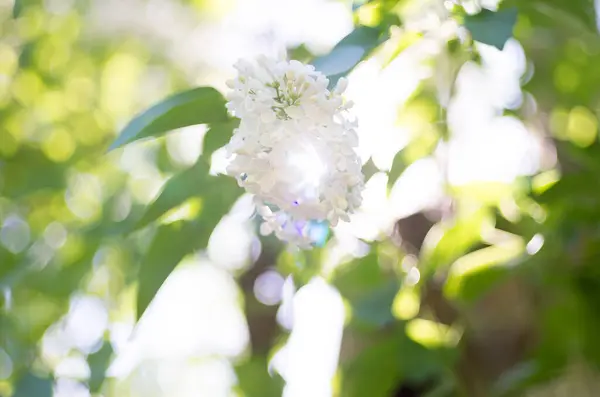 Beautiful Wild Flower — Stock Photo, Image