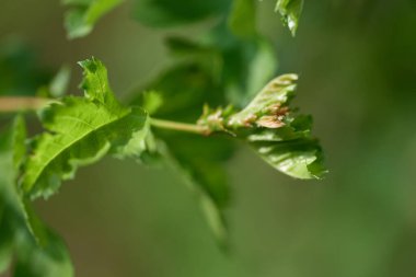 Bahar çiçeği ve çalı