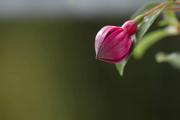 Flor Arbusto Fucsia — Foto de Stock