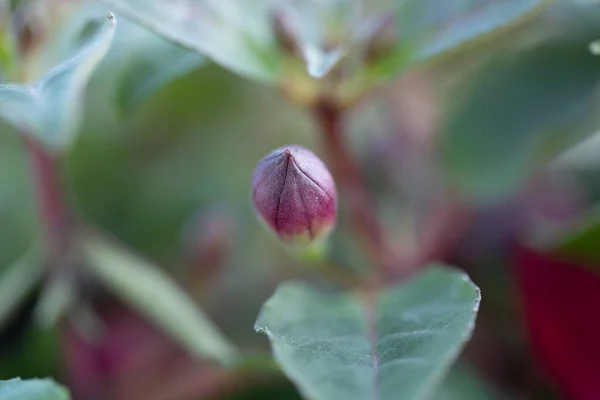 Fuchsia Blomma Och Buske — Stockfoto