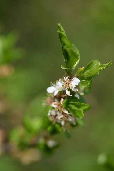 Flor Primavera Arbusto — Fotografia de Stock