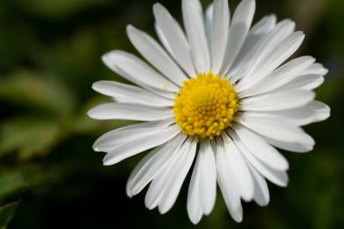 Matricaria çiçek baharı, Macro Fotoğraf