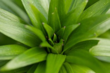 Vahşi çiçekler baharda