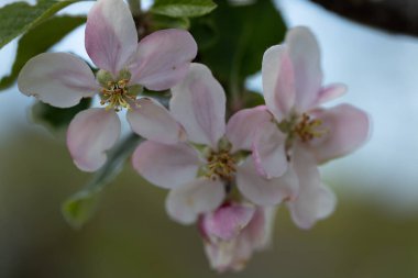 Vahşi çiçekler baharda