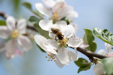 Vahşi çiçekler baharda