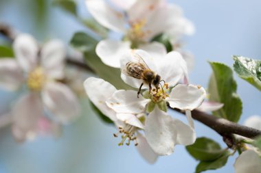 Vahşi çiçekler baharda