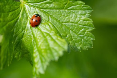 Vahşi yaşam, Macro.