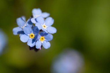 Romantik mavi çiçek, Macro Fotoğraf
