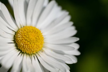 Matricaria çiçek baharı, Macro Fotoğraf