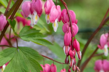 Vahşi çiçekler, Macro Fotoğrafı.