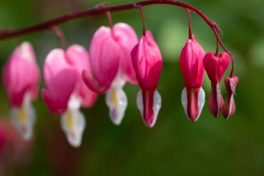 Vahşi çiçekler, Macro Fotoğrafı.
