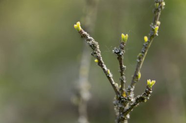 Vahşi çiçekler baharda