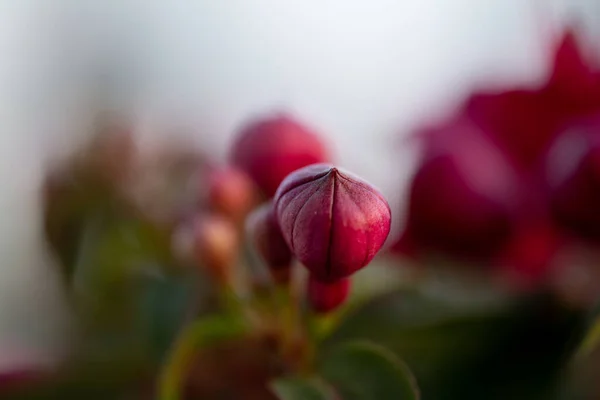 Primavera Flores Fuchsia — Fotografia de Stock