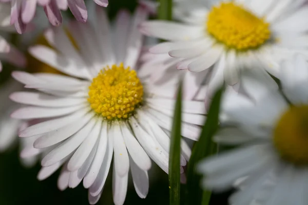 Die Matricaria Blütenfrühling Makrofoto — Stockfoto