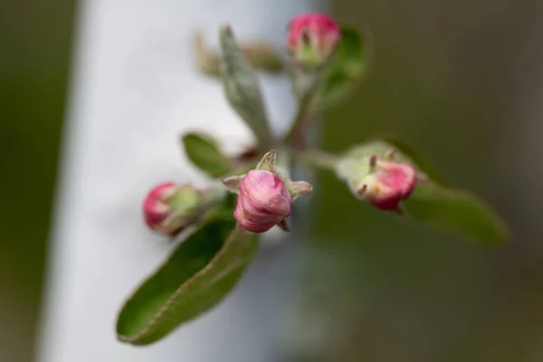 Las Flores Silvestres Primavera — Foto de Stock