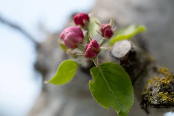 Las Flores Silvestres Primavera — Foto de Stock