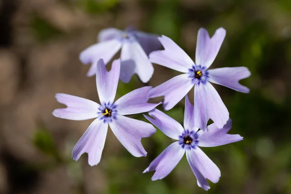 Wilde Bloemen Voorjaar — Stockfoto