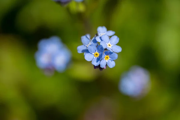 Romantische Blaue Blume Makrofoto — Stockfoto