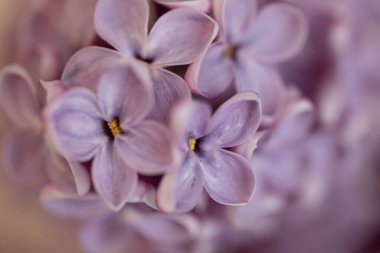 Leylak Ağacı manzarası