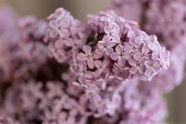 Leylak Ağacı manzarası