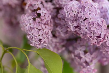 Leylak Ağacı manzarası