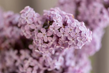 Leylak Ağacı manzarası