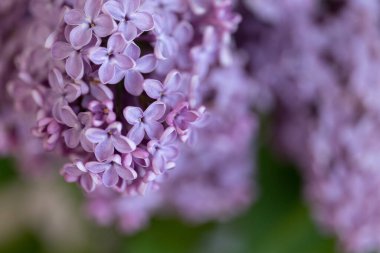 Leylak Ağacı manzarası