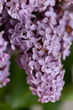 Leylak Ağacı manzarası