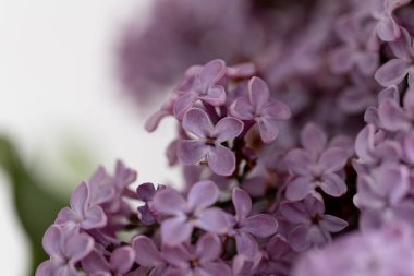 Leylak Ağacı manzarası