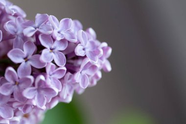 Leylak Ağacı manzarası