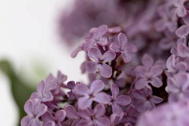 Leylak Ağacı manzarası