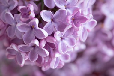 Leylak Ağacı manzarası