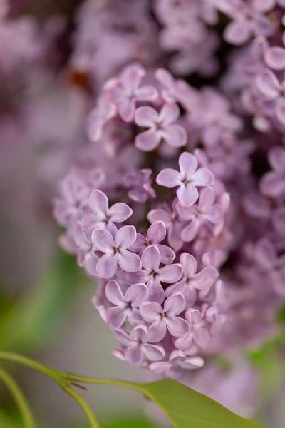 View Lilac Tree — Stock Photo, Image