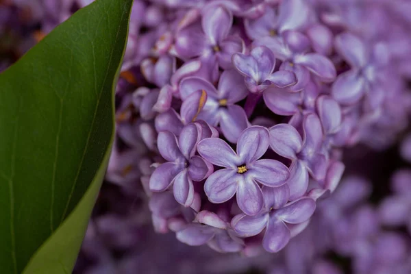 View Lilac Tree — Stock Photo, Image