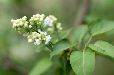 Beyaz leylak. Taze bahar.