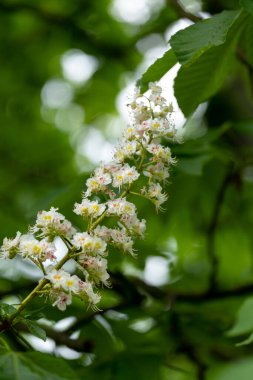 Yaban çiçekleri Taze bahar